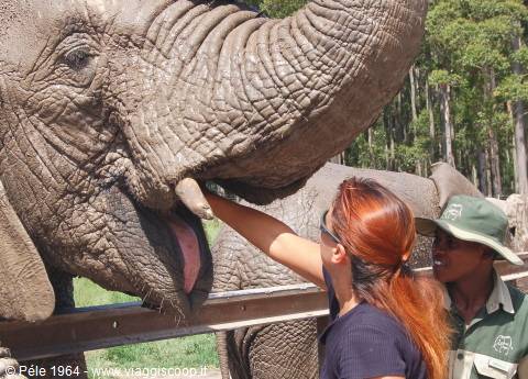 Knysna Elephant Park