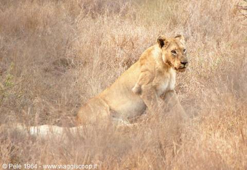 Leonesse