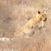 Leonesse SUD AFRICA 