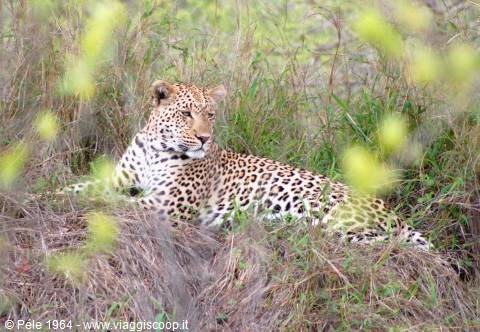 Leopardo