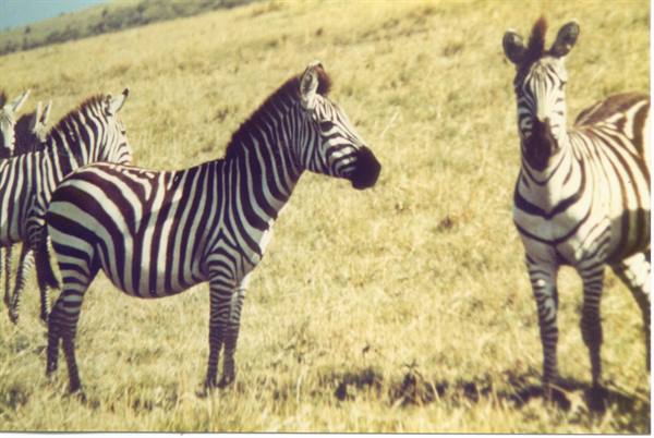 zebre