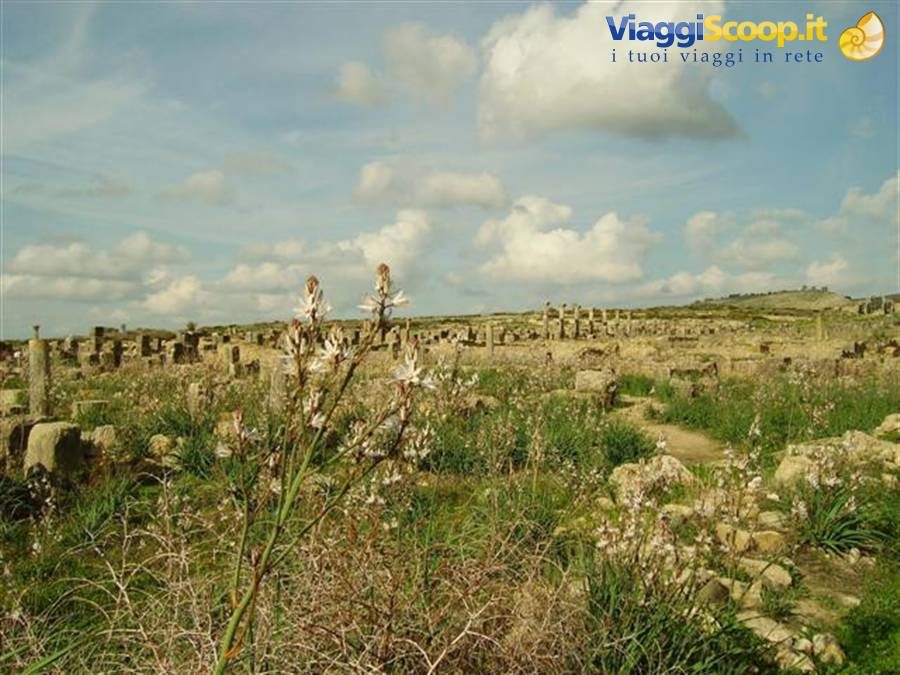 Fiori selvatici tra le rovine romane di Volubilis, colonne e sassi sotto nuvole