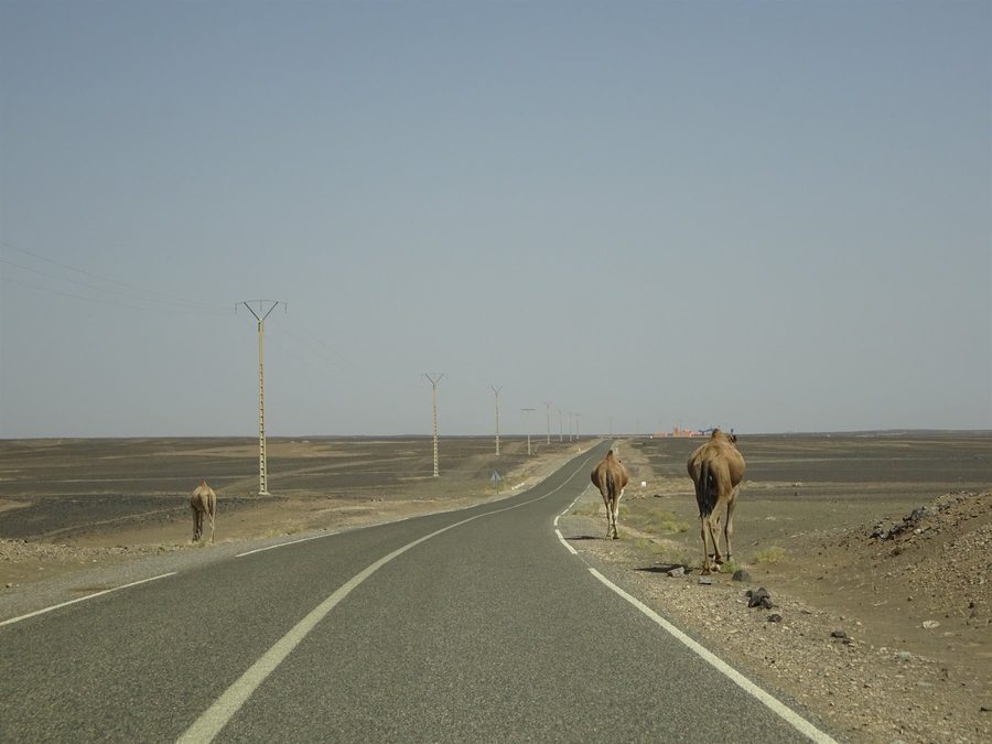 Cammelli lungo l'asfalto verso Errachidia, deserto pietroso e luce ardente