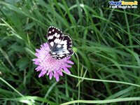 clicca qui per ingrandire la foto