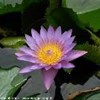 foto viaggio POLINESIA FRANCESE
