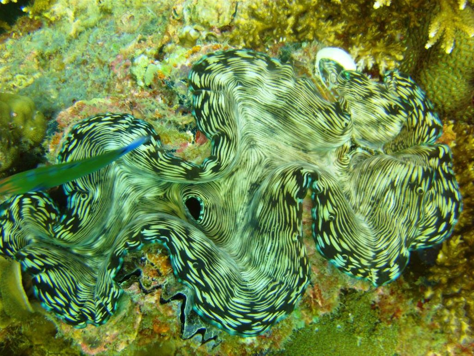 Foto di viaggio in MALESIA