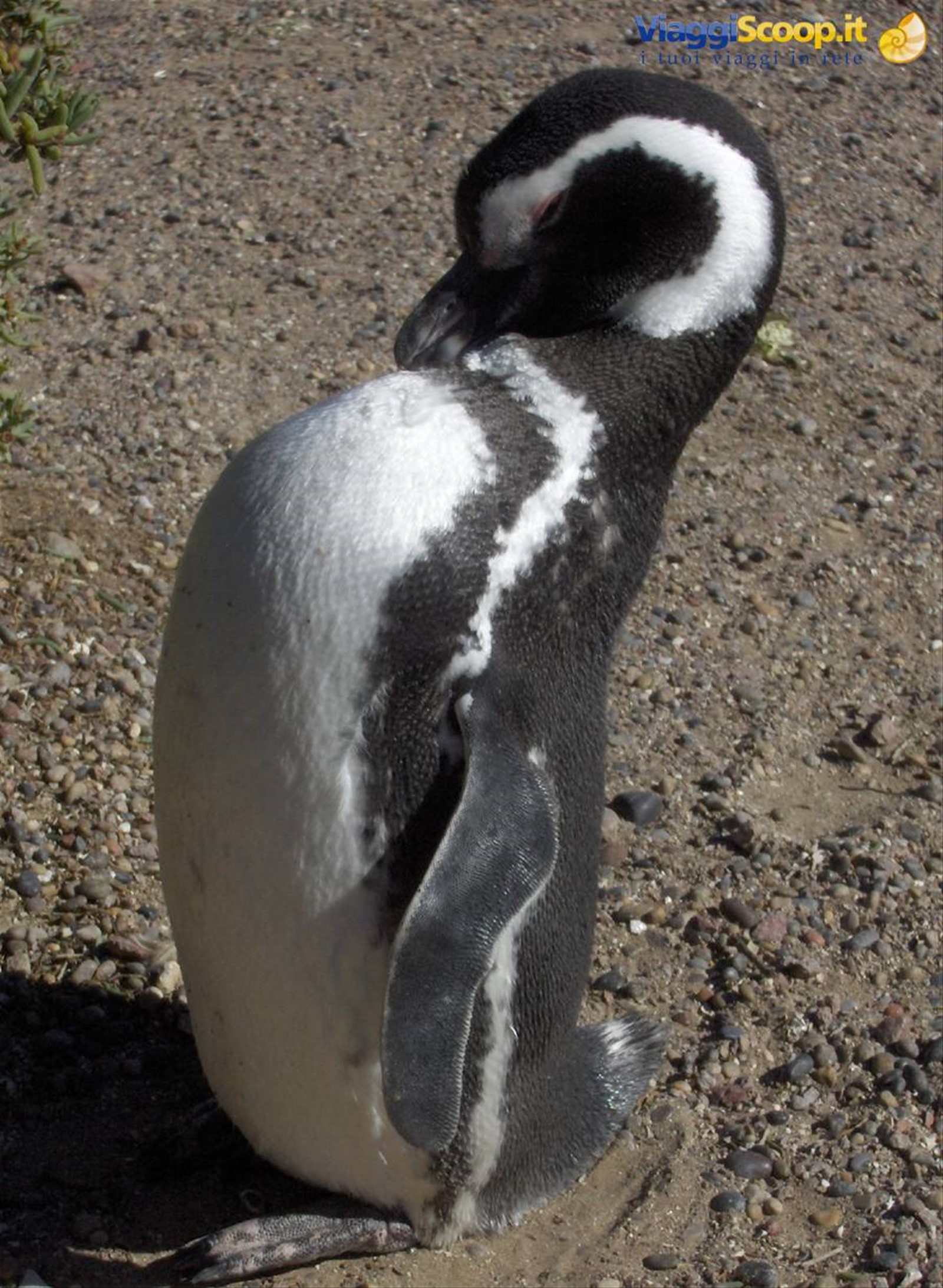 Il pinguino preferito