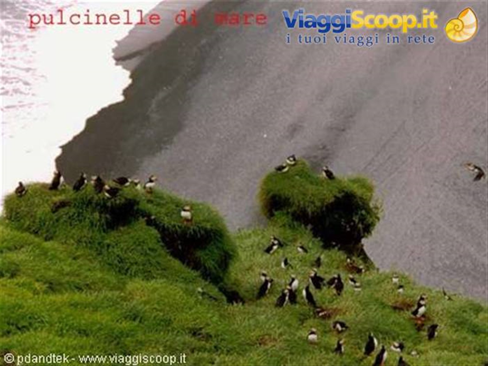 pulcinelle_di_mare