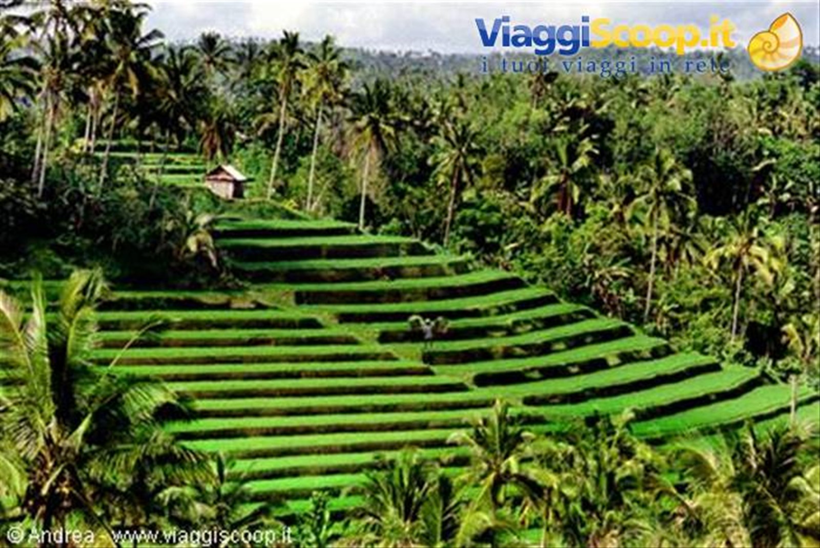 Le verdi risaie di Bali...