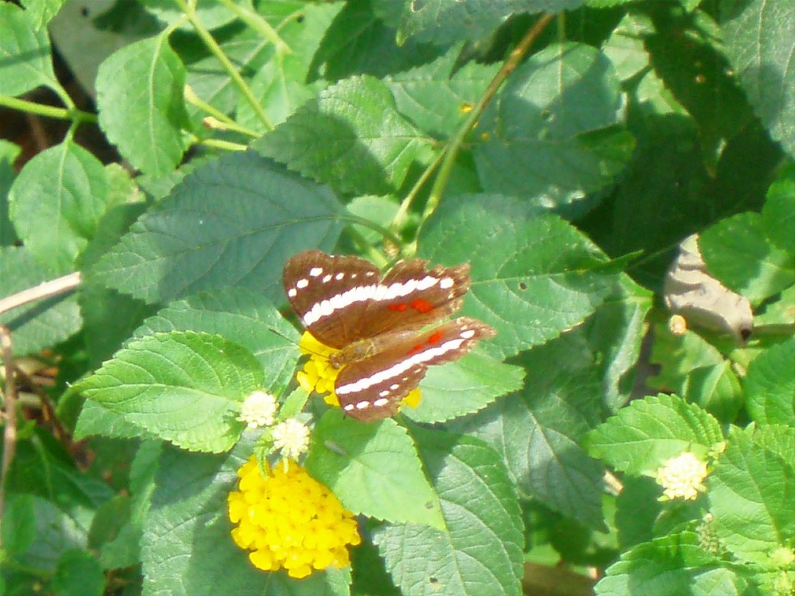 farfalla