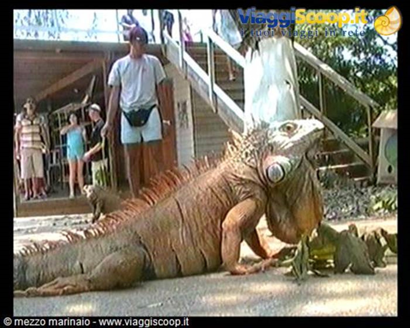 iguana