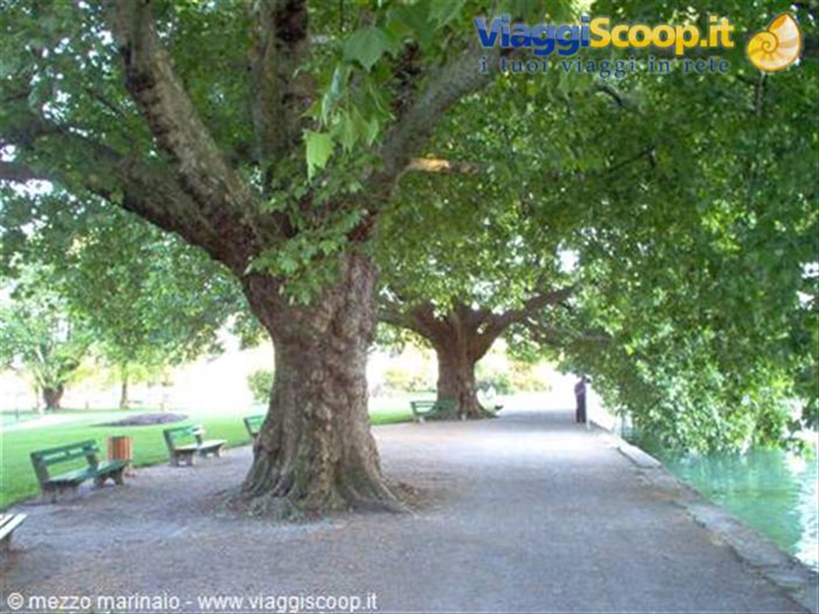 alberi