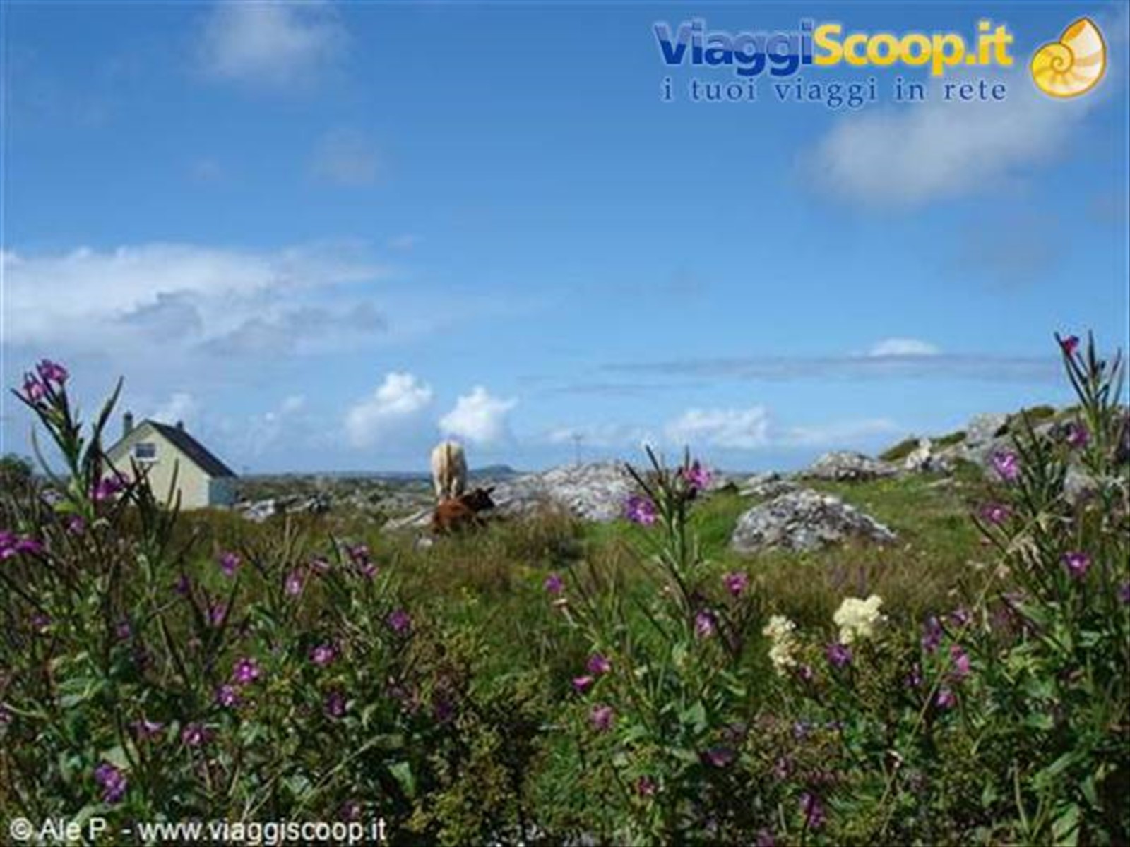 Connemara