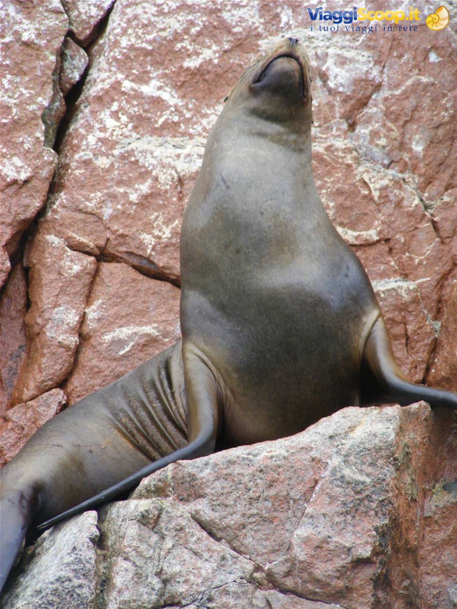 Isole Ballestas: Leone Marino in posa