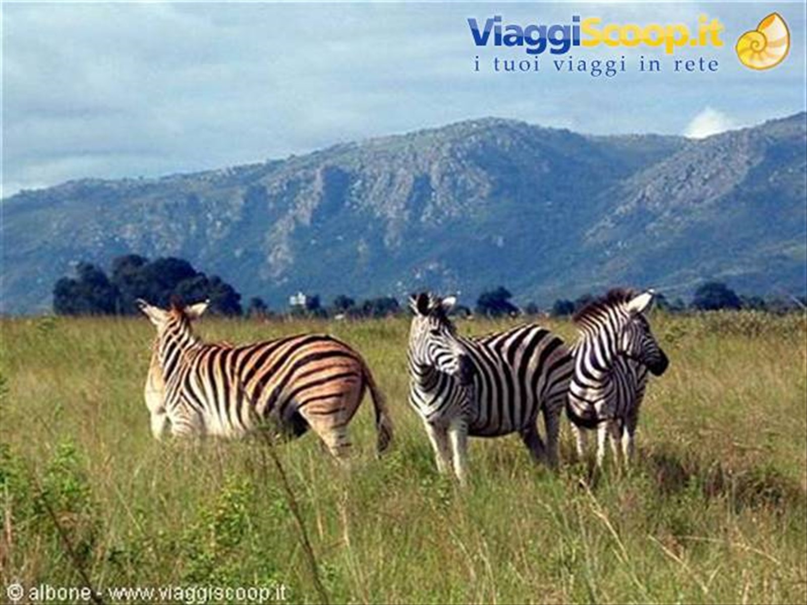8.4 - Swaziland - Milwane Wildlife Sanctuary Nature Reserve (Zebre).jpg