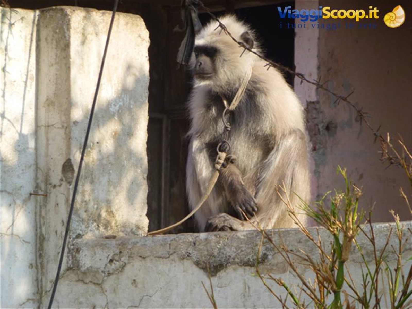 Foto di viaggio in INDIA