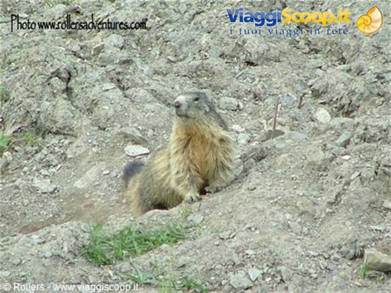 Marmotte