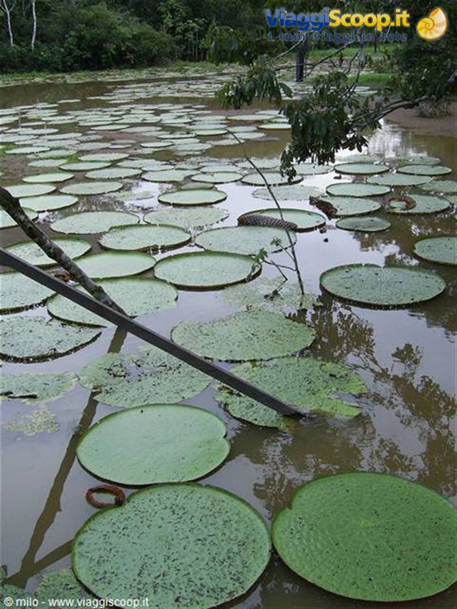 ninfee - rio negro