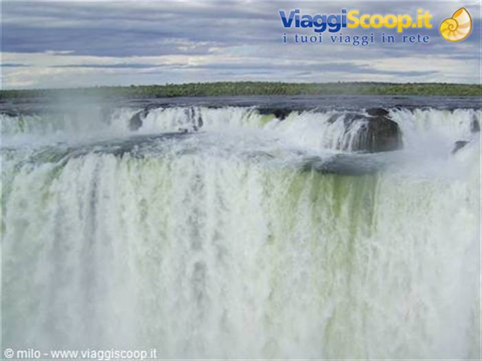 cacate di iguacu