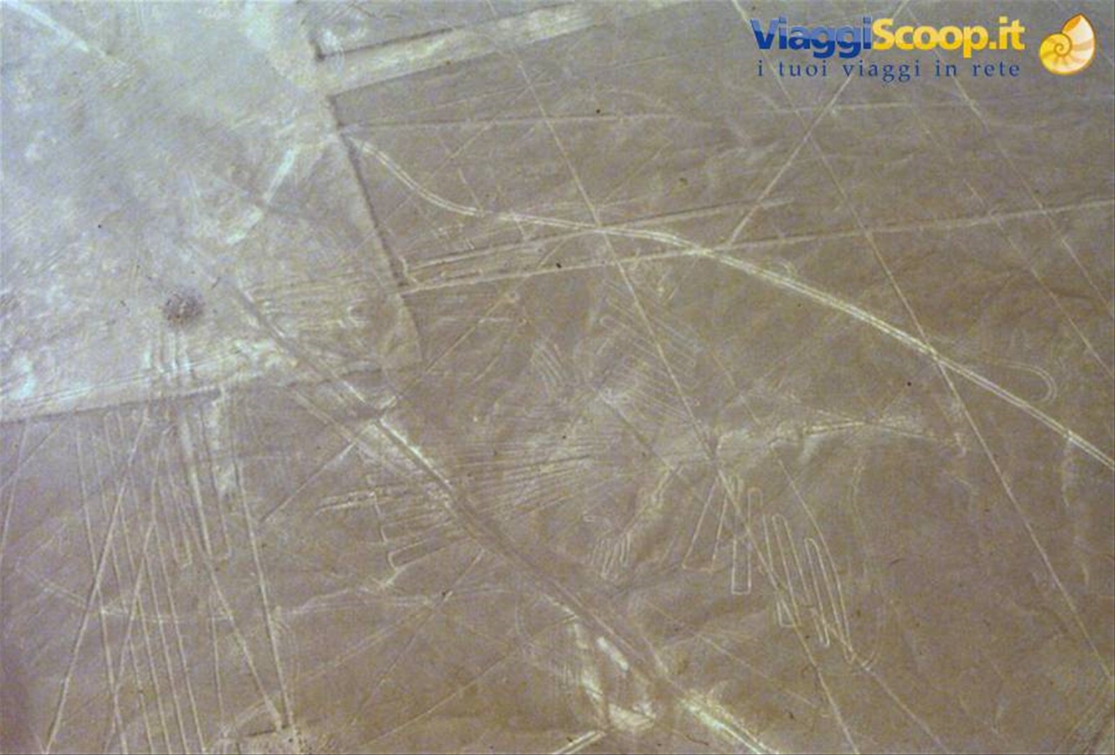 NAZCA - LE LINEE - UN UCCELLO