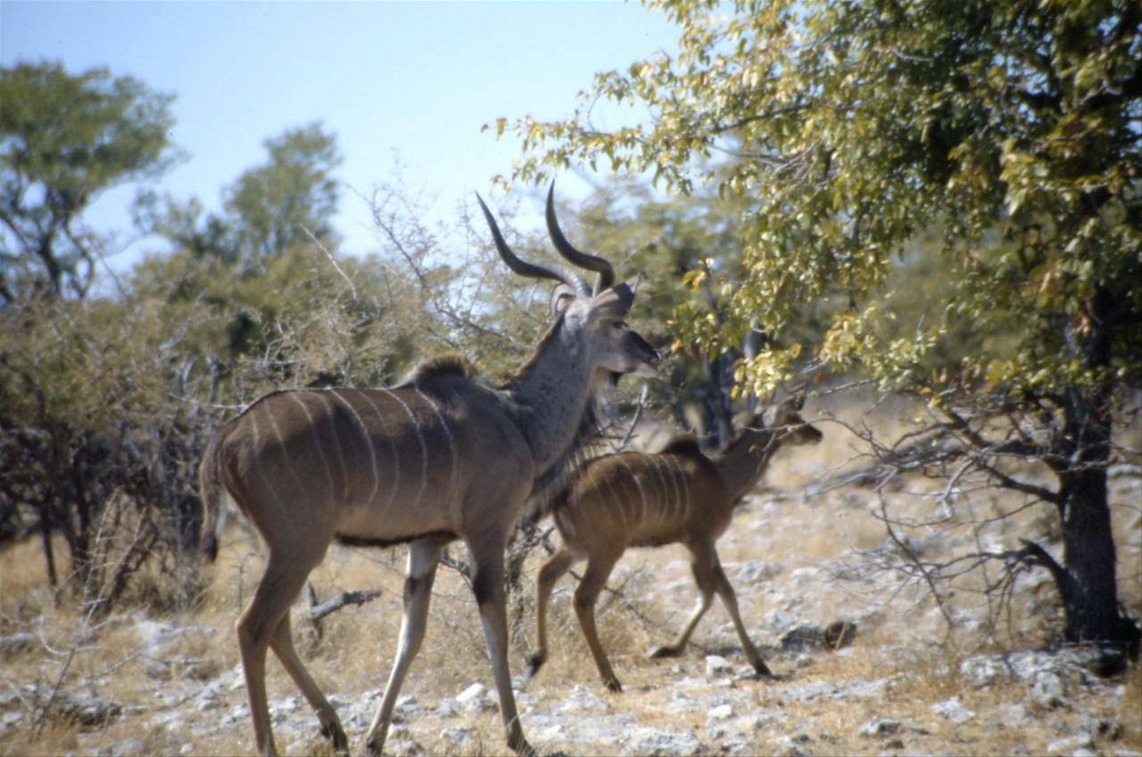 ETOSHA - KUDU