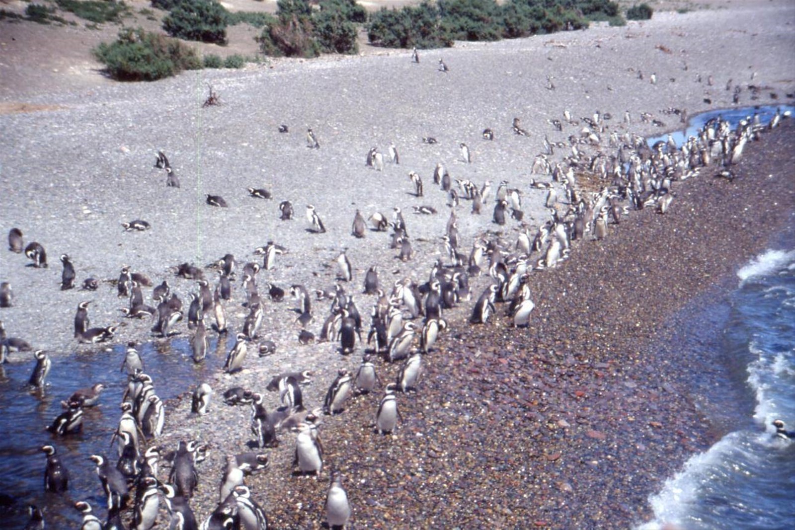 PUNTA TOMBO