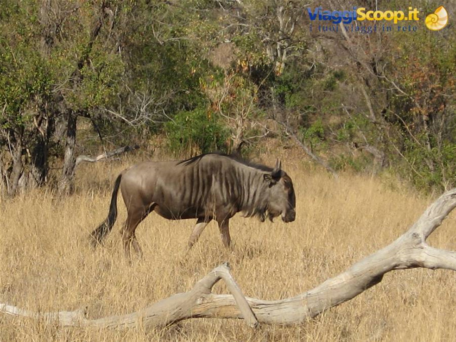Parco Kruger - Gnu