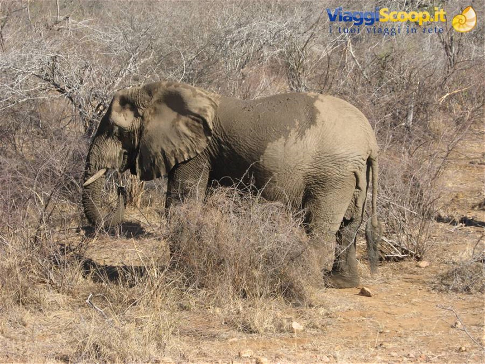 Parco Kruger - Elefante