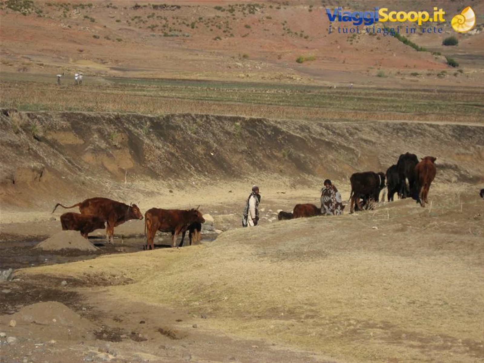 Pastori del Lesotho
