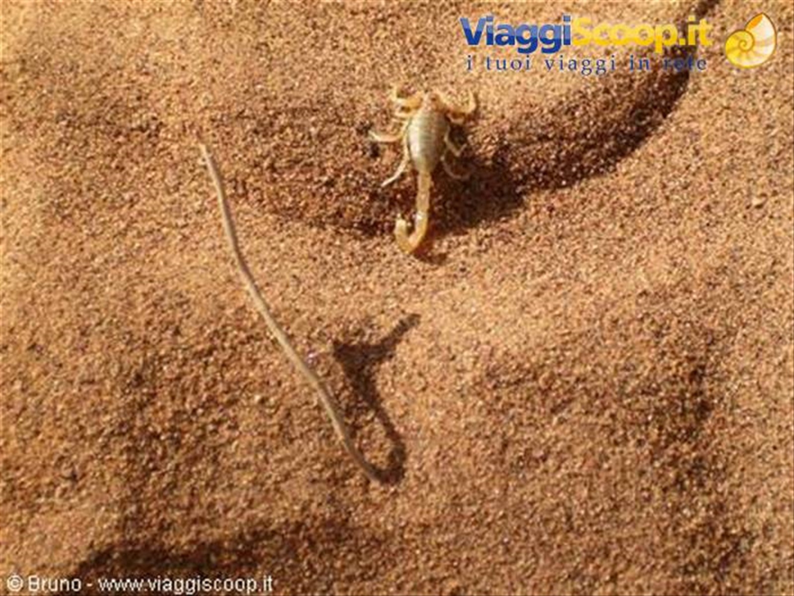 Incontro con uno scorpione