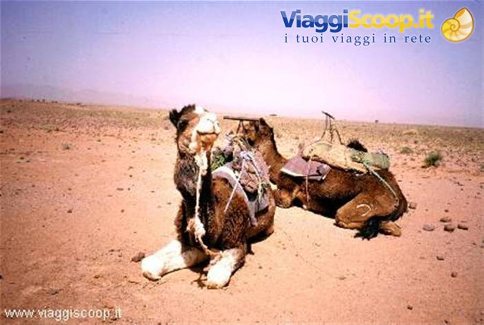 I fedeli dromedari che ci hanno accompagnato per tutto il viaggio