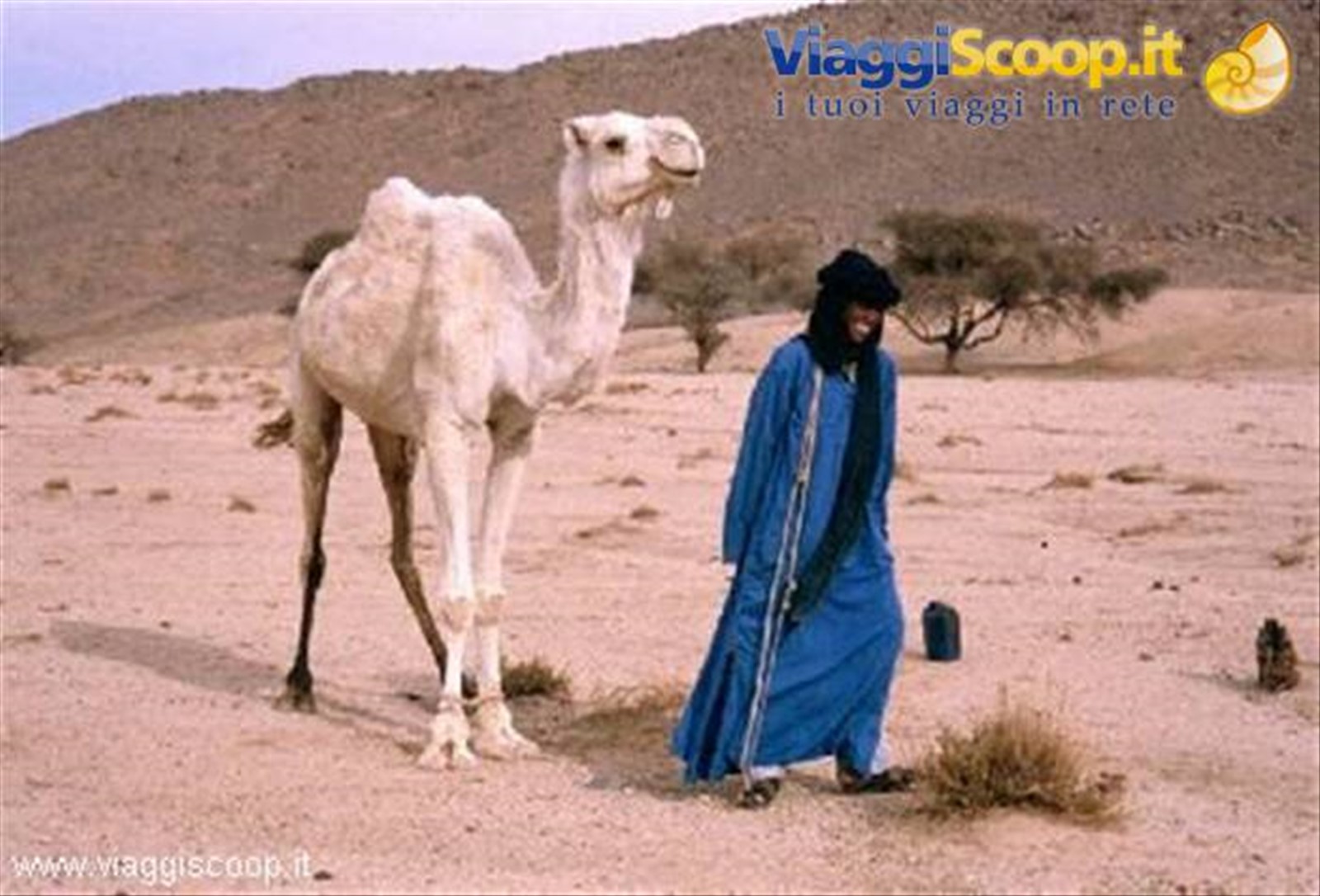 Dromedario e Tuareg