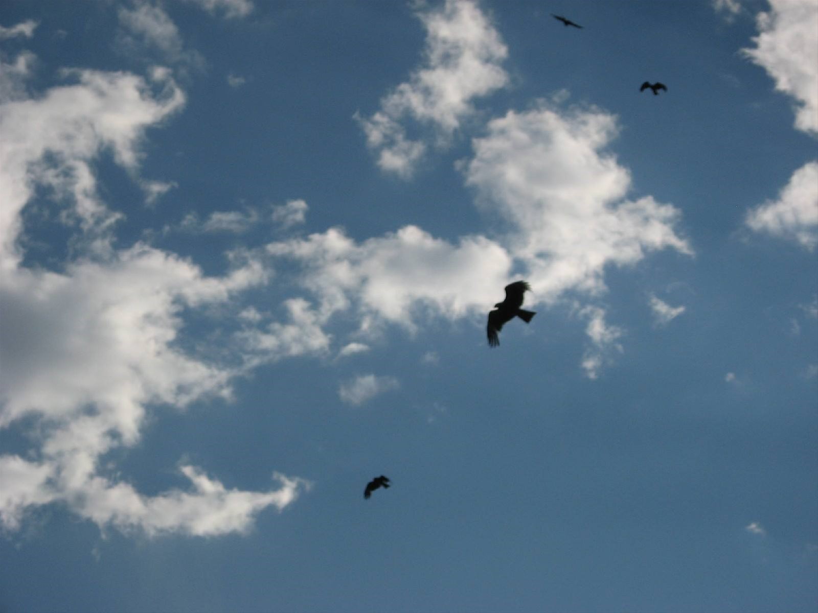 Aquile in volo
