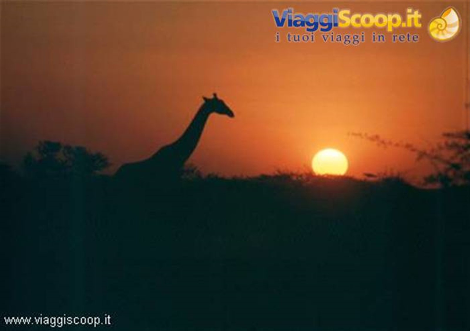 Giraffa al tramonto all'Etosha National Park