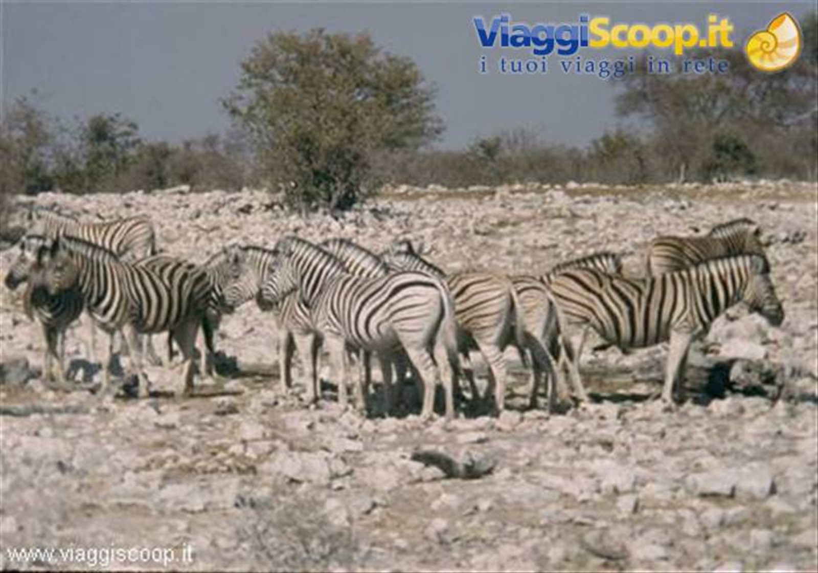 Gruppo di zebre all'Etosha National Park