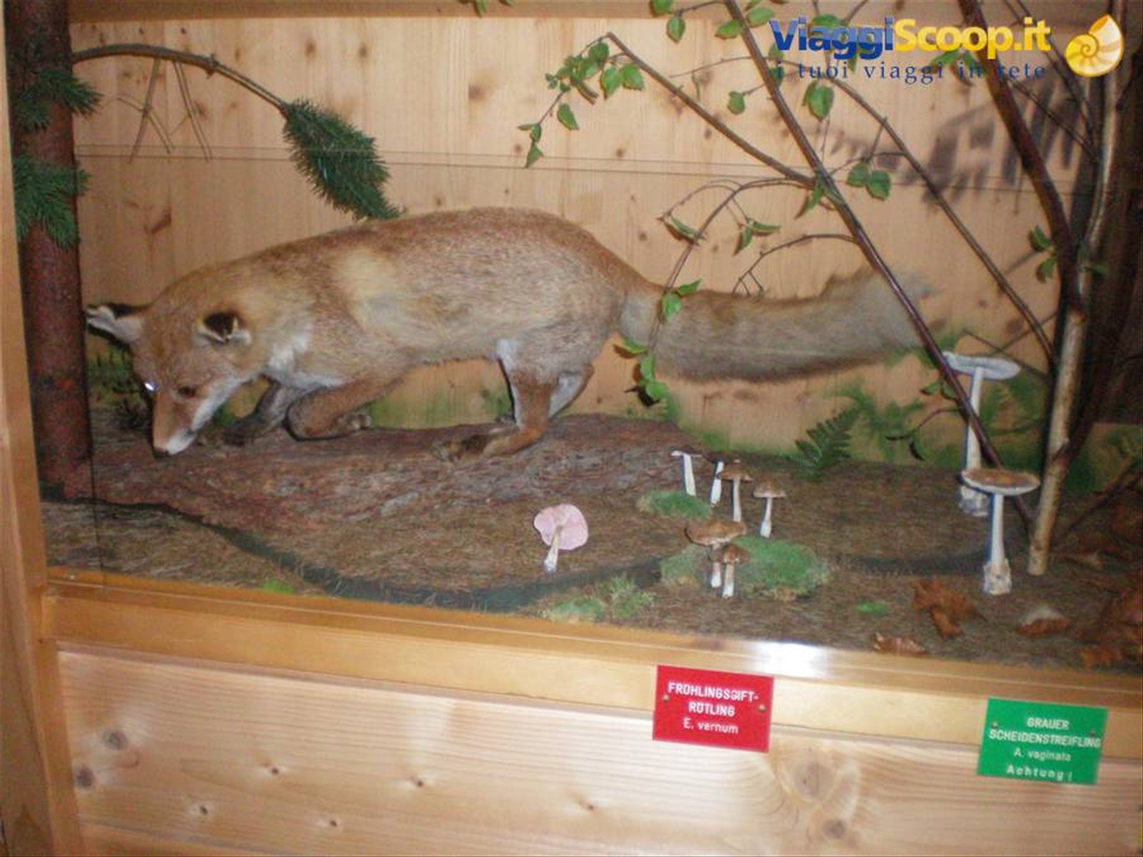 museo funghi