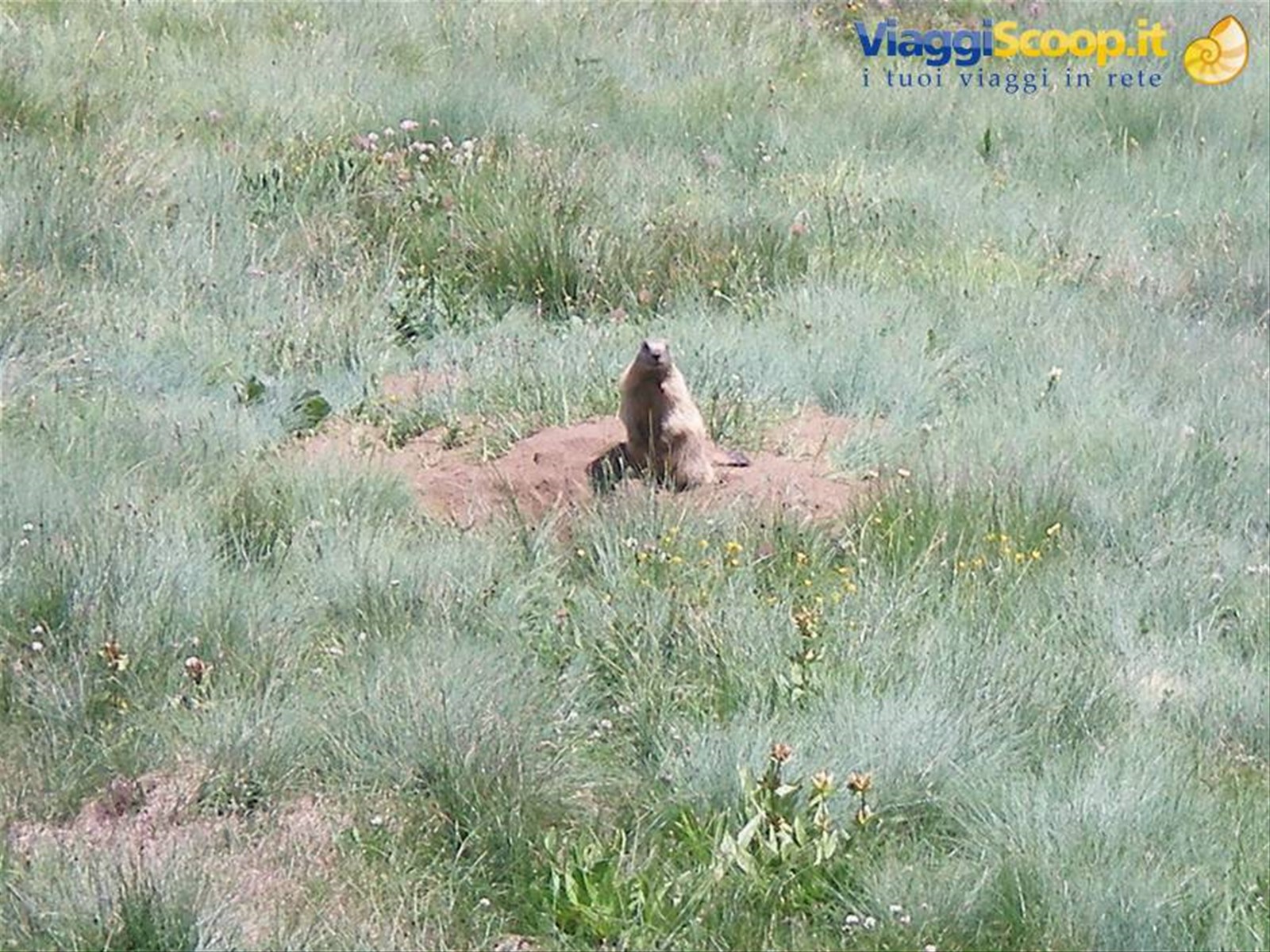 marmotta