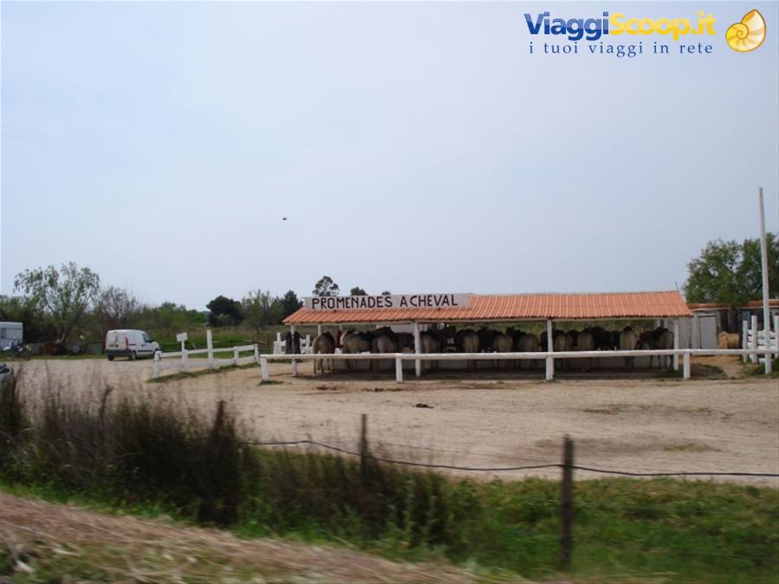 Camargue