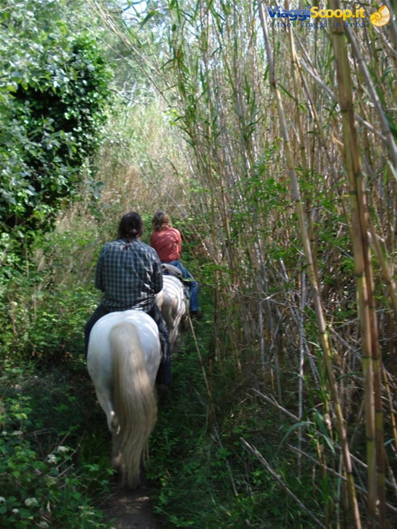 Camargue - passeggiata a cavallo