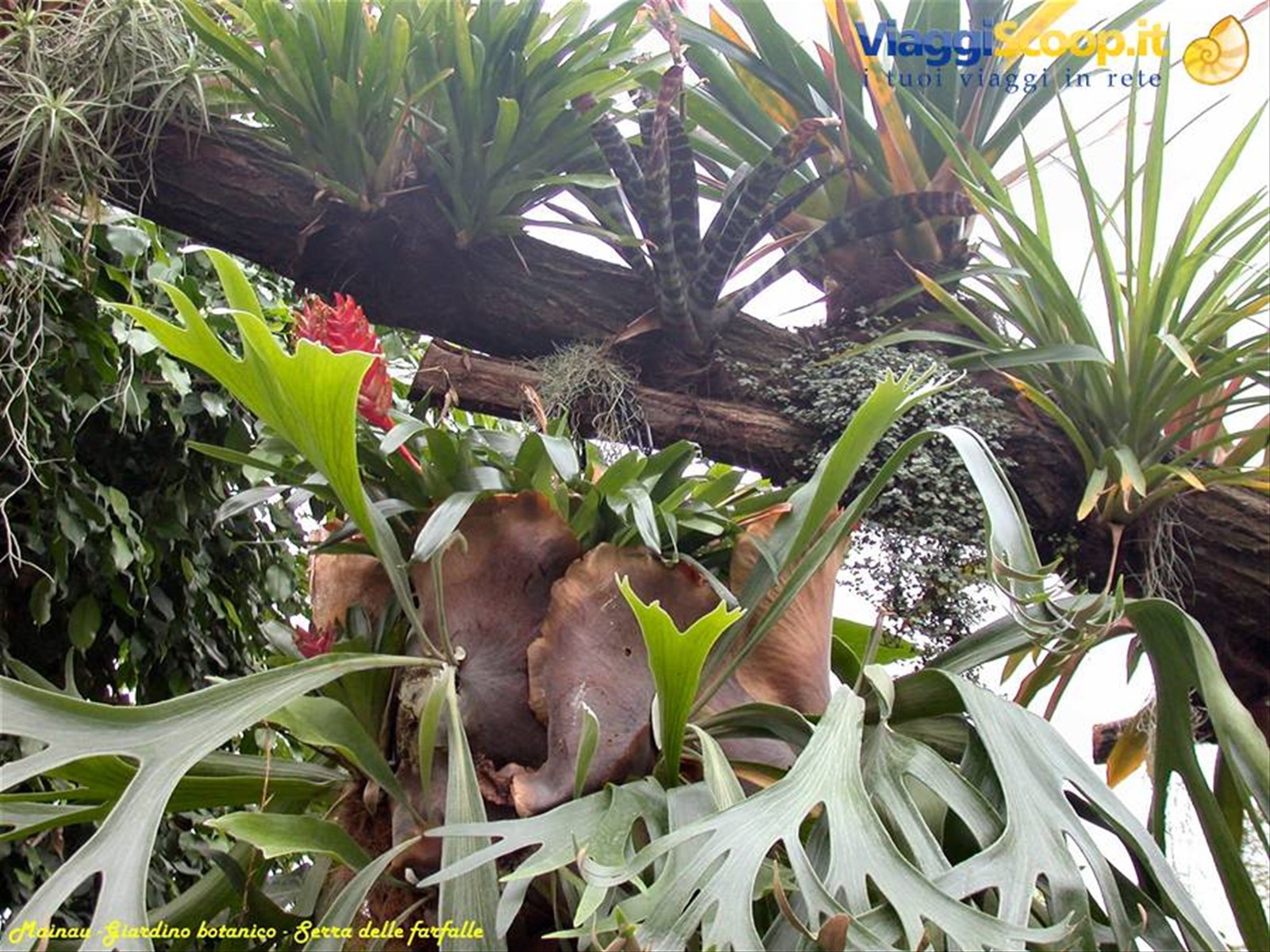 Mainau - Serra delle farfalle