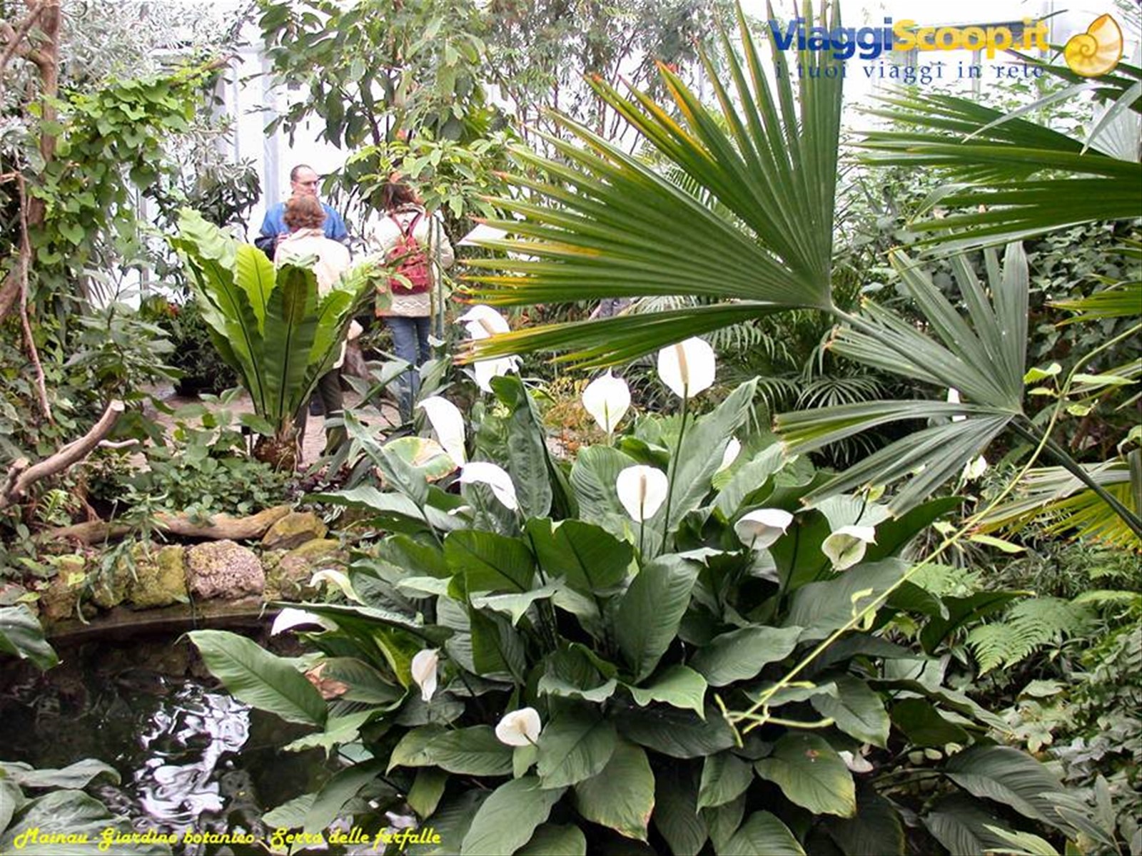Mainau - Serra delle farfalle