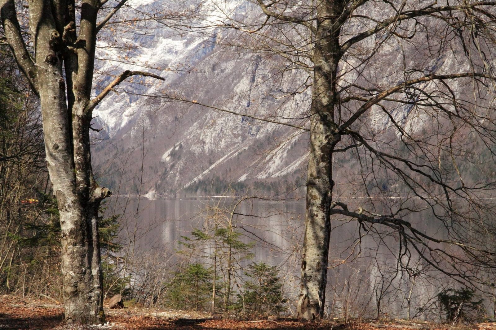 Lago di Bohinj