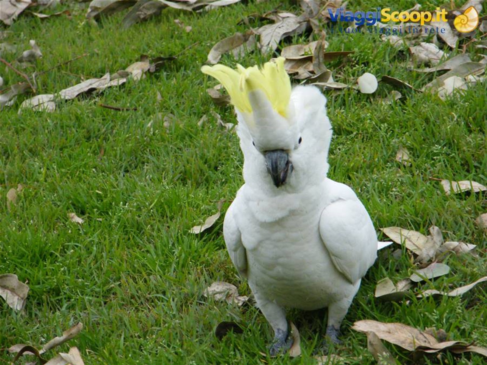 Sulphur-Crested Cockatoo arrabbiato
