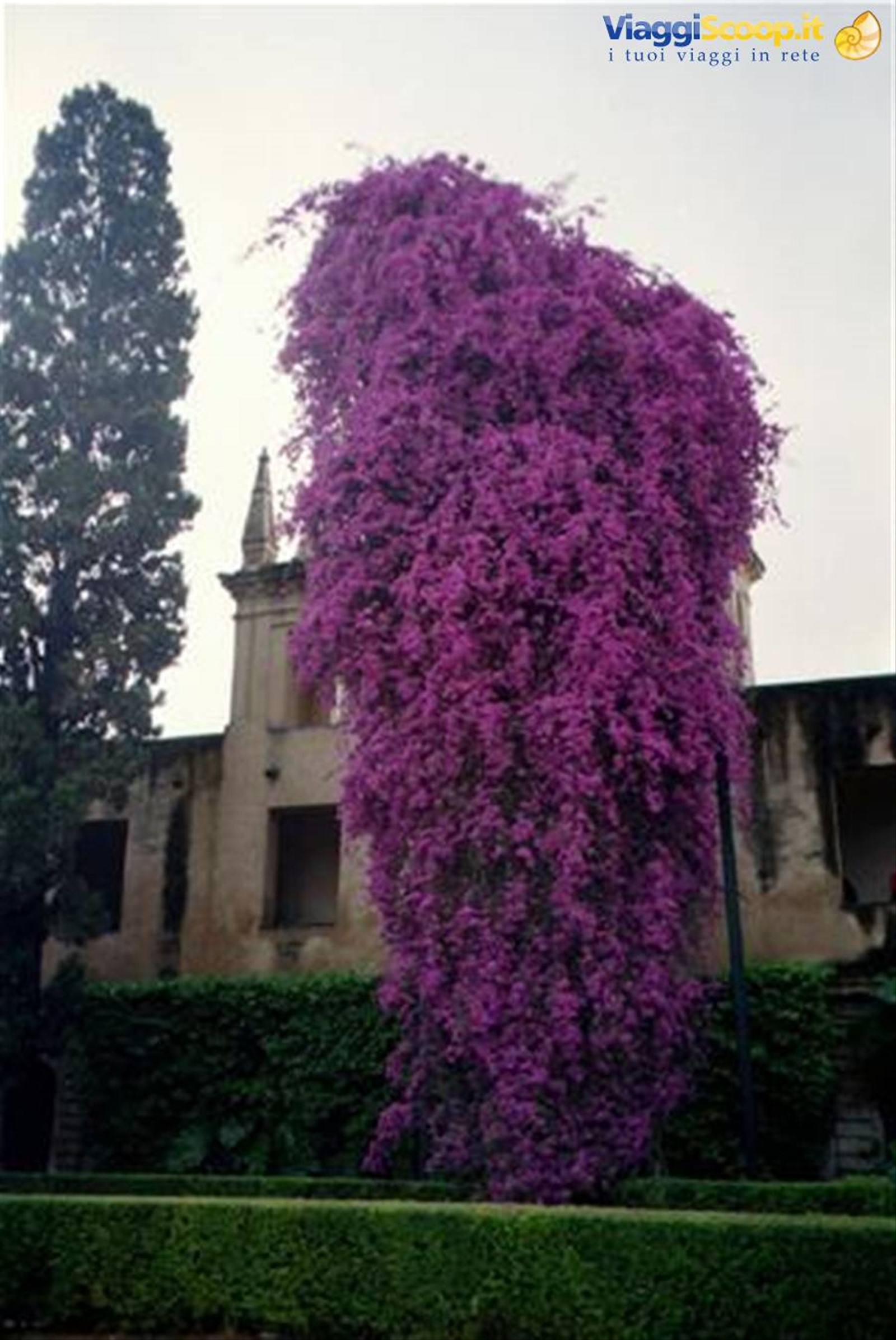Bouganville