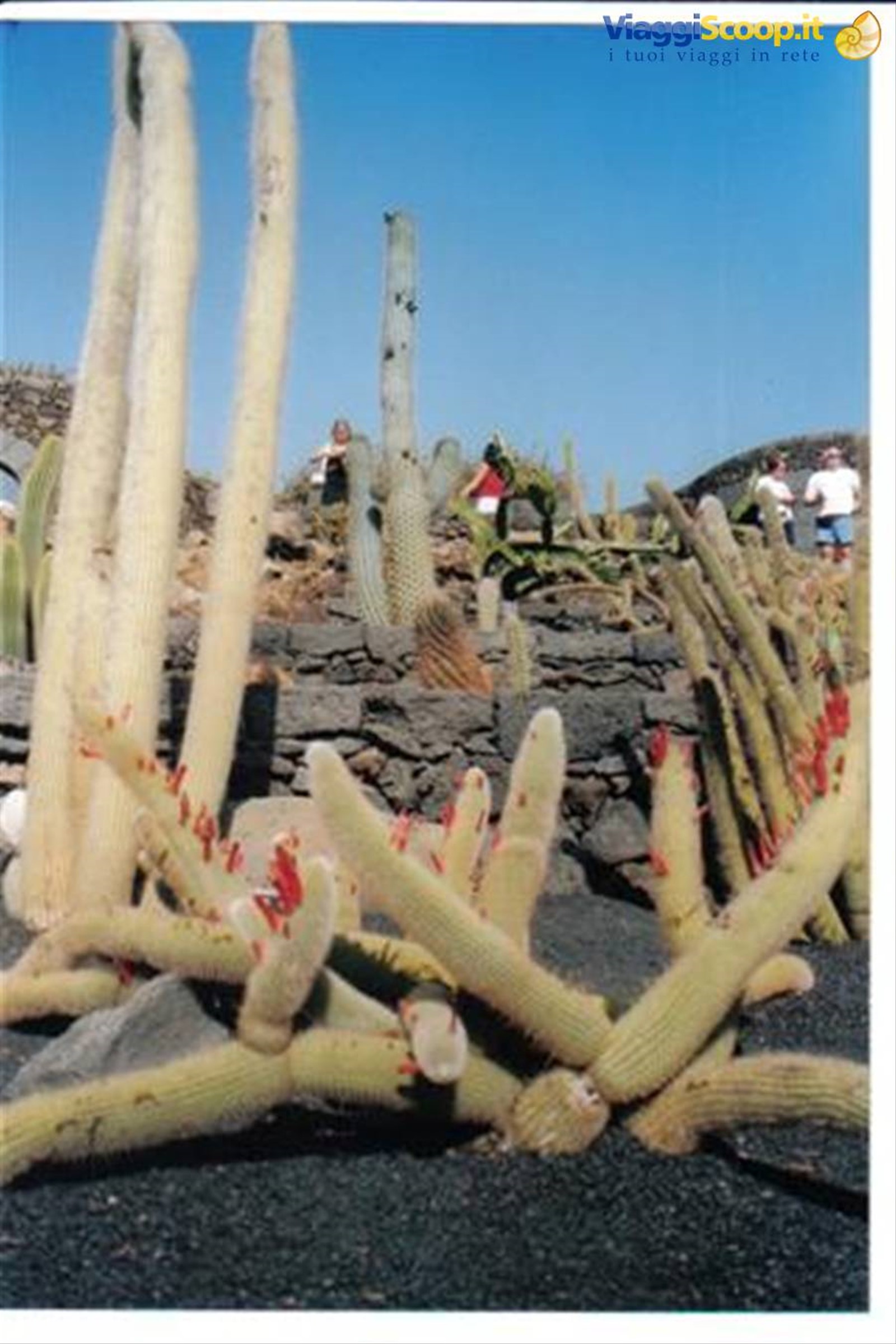Jardin de Cactus