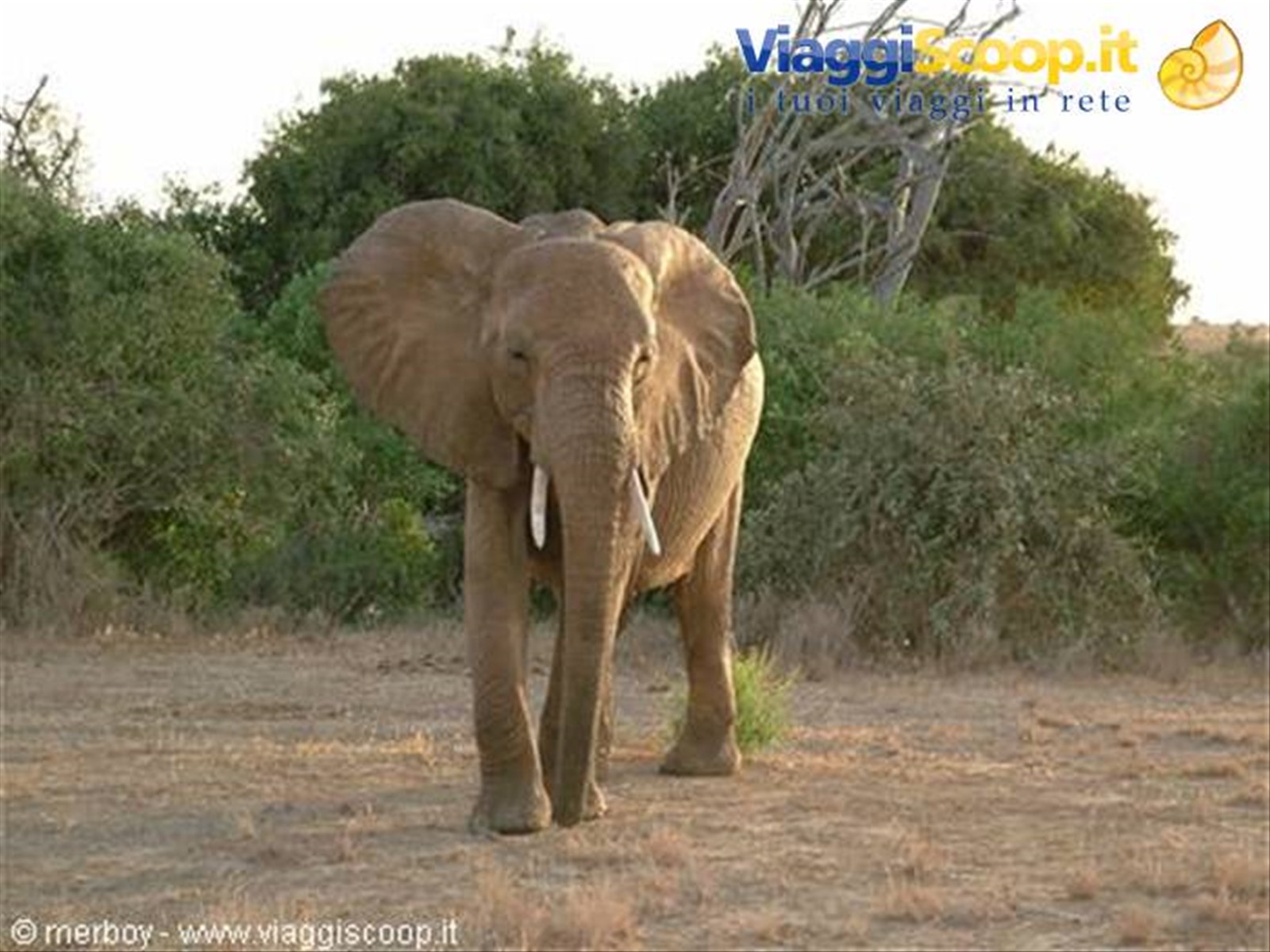 Safari - Tsavo Est
