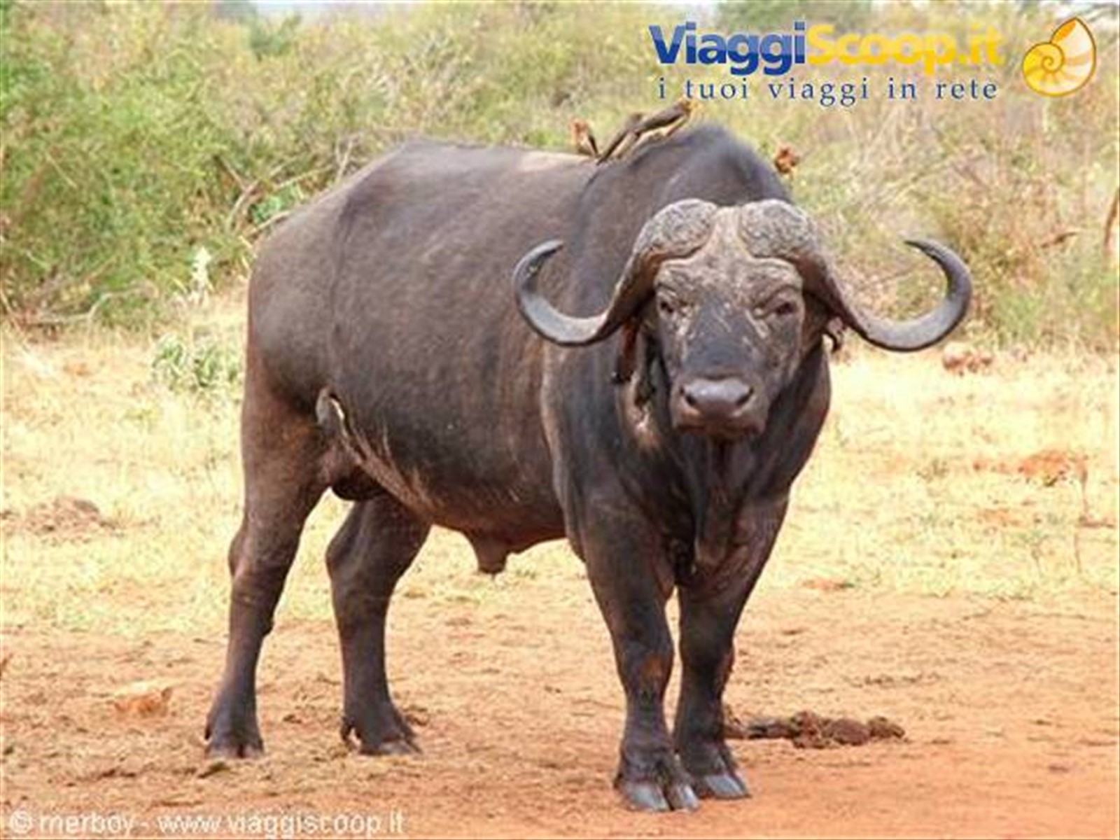 Safari - Tsavo Est