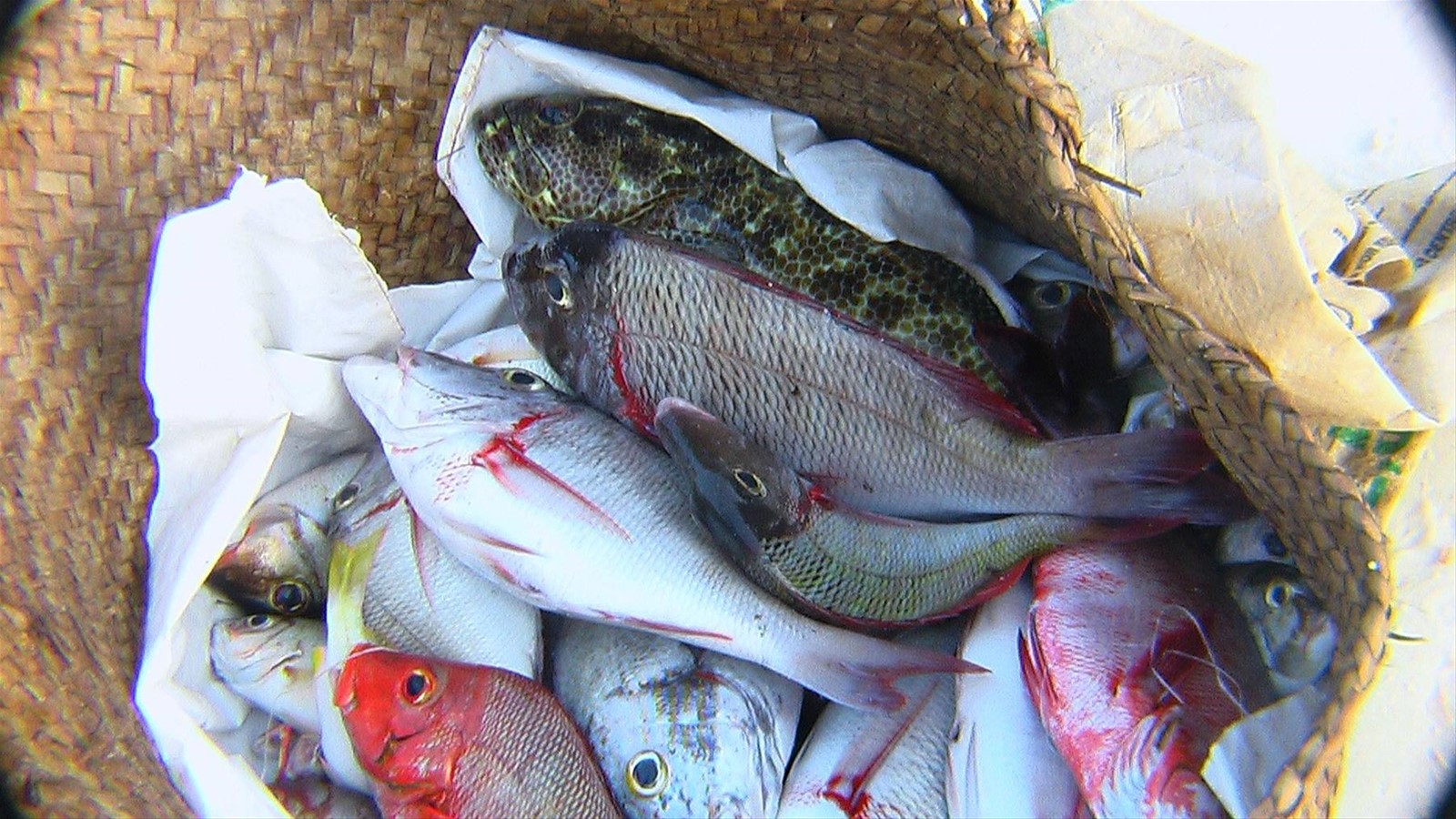 Pesci sulla spiaggia