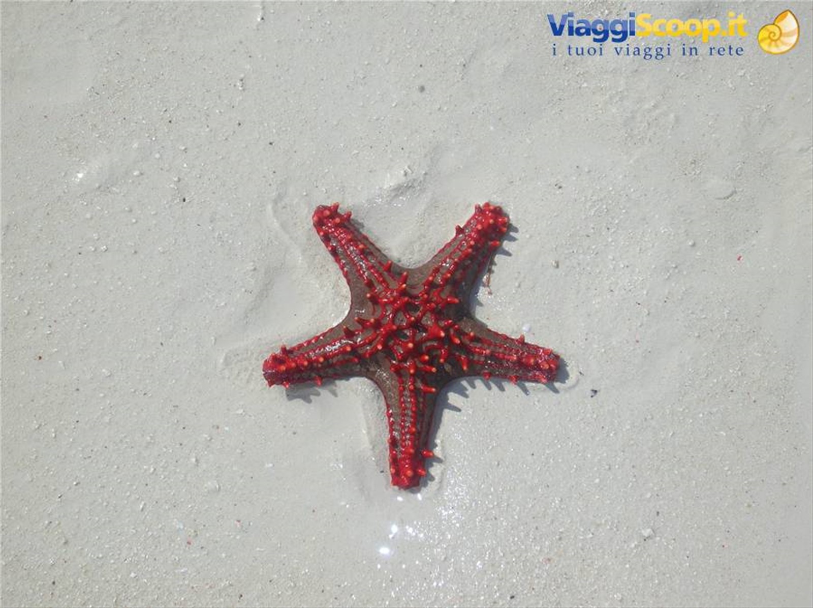 Stelle marine