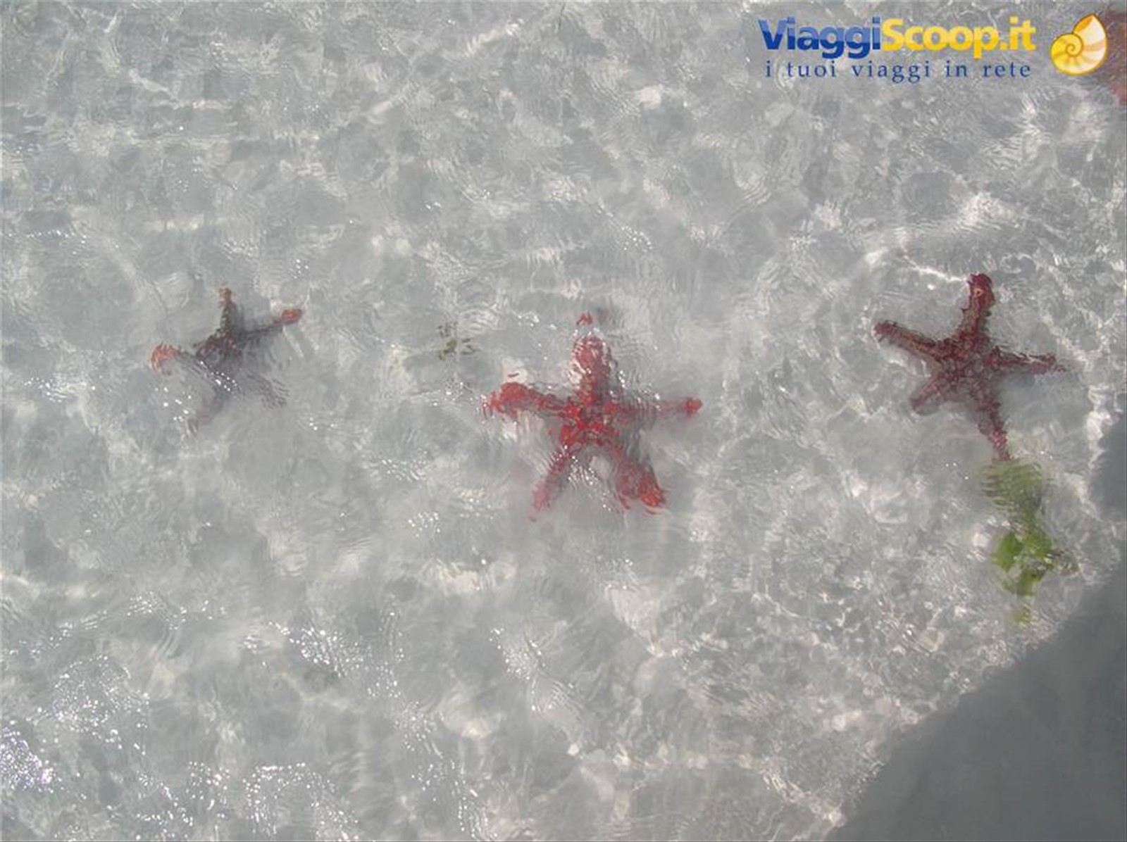 Stelle marine